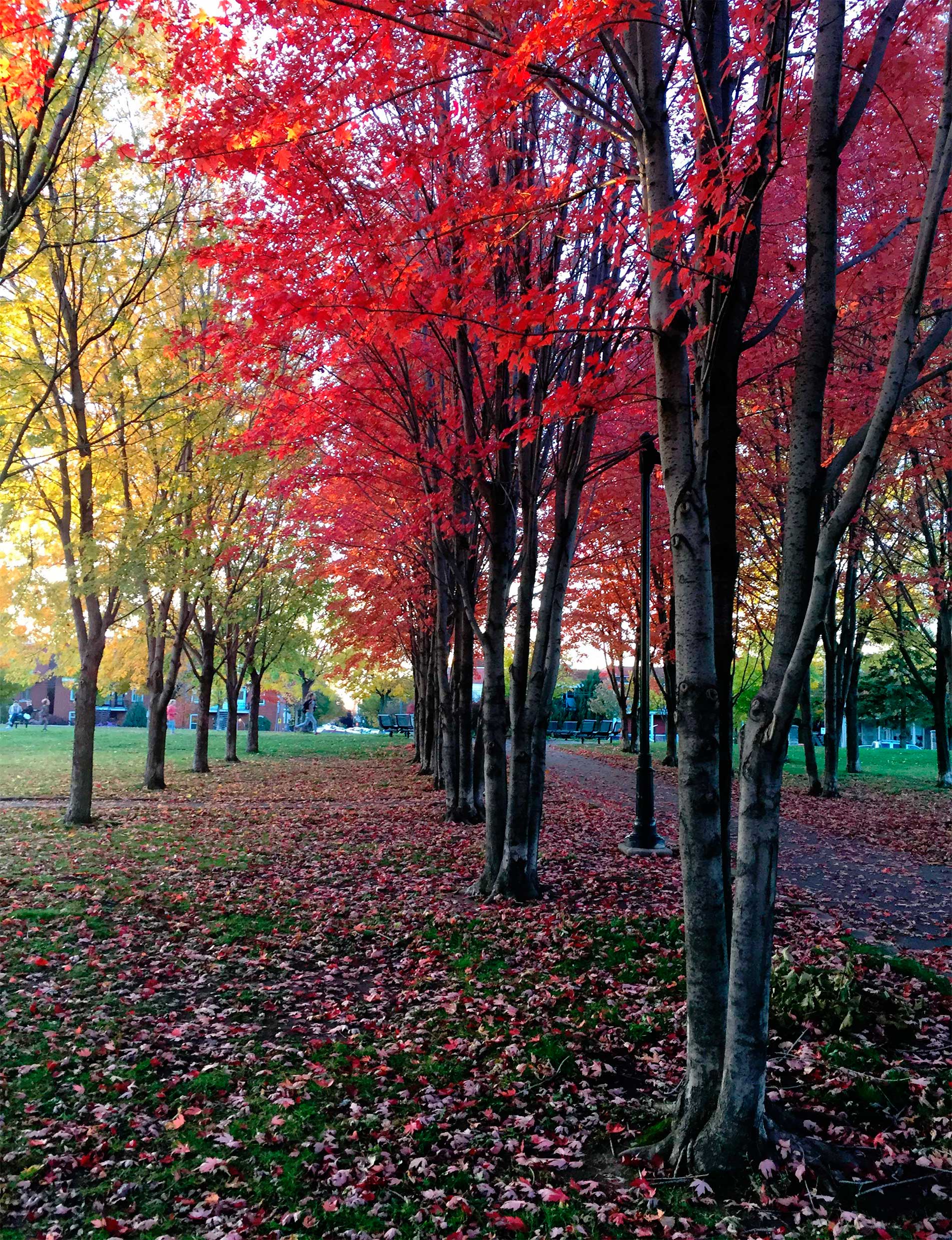 Vídeos Leve de tocar